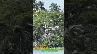 Bird Island in Tamil Nadu