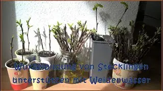 Wurzelbildung von Stecklingen anregen mit Weidenwasser