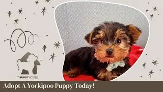Rocky | The Puppy House