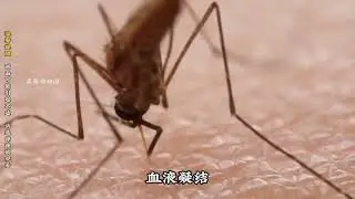 Would you dare to eat a cake made of 500 000 mosquitoes#Mosquito#Animal#Animal World#Funny