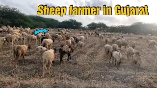 Gujrat Kutch Na Gheta Bakra | Sheep Farmer in Gujarat