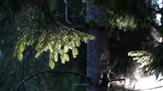Shifting Colours. 5 Minute Nature Meditation: Imaginatory