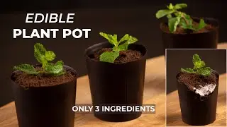 Edible potted plant | 3 Ingredients | Fancy dessert in just 20 min