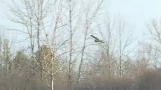 Short-eared Owl iNat 277506592