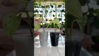 Did these results surprise you? #houseplants #plantlove #plantcare #plants #propagation #plantlover