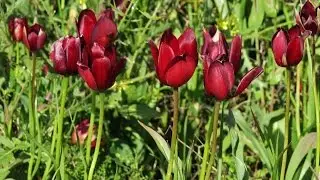 Tulipa cypria - Cyprus tulip, &Tau;&omicron;&upsilon;&lambda;ί&pi;&alpha; &eta; &kappa;&upsilon;&pi;&rho;ί&alpha; - &Mu;ά&mu;&mu;&alpha;&rho;&iota; - Endemic to Cyprus