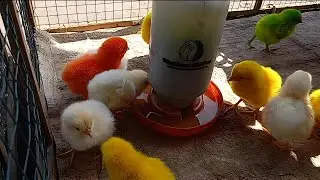 Cute Chicken Videos Untuk Anak & Keluarga | Learning Colors with Funny Chickens for Kids