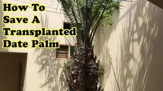 My 10 Years of Experience in Growing Date Palm | Date Palm Care | How to Save Transplanted Data Palm