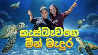 ලෝකයේ ඉන්න ලස්සනම සහ දුර්ලභ කැස්බෑවා බැලුවා 🐢 | VLOG #23 