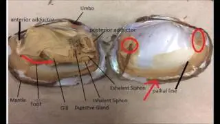 AP Bio Clam dissection