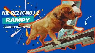 Rampa samochodowa dla psa - jak nauczyć wchodzenia?