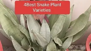 White Snake Plant #4varietiesofsnakeplant#winterspecial #howto #snake #flowers #love #white #best #