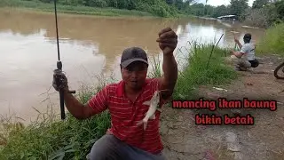 Mancing ikan baung bikin betah || cara mancing baung umpan cacing tanah @rinopancing9549 