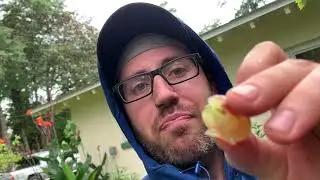 Taste testing grapes 🍇  Victoria Red an Blanc du Bois July 4, 2021