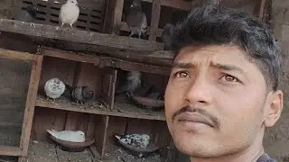 পায়রার খাবার ধ্রুবো পায়রার ঘর পরিষ্কার করবো