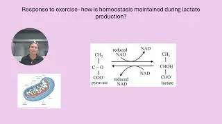 Presentation-A &P