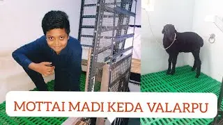 MOTTAI MADI AADU VALARPU | TERRACE CAGE FOR SHEEP | MINI CAGE | TAMIL | CHENNAI | AFFAN TIMES