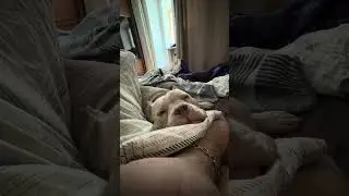 И как тут куда-то идти ? #pocketbully #pitbull #americanbully
