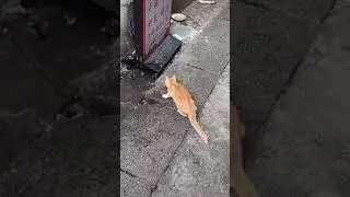 the cat is hunting mice #shorts