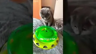 Cute Animals 🐱 #trending 🐈&zwj;⬛ # #3084