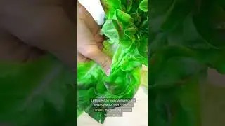 Lettuce Nutrition Facts: The Vitamin-Rich Green for Better Health