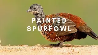 Painted Spurfowl Sound - Painted Spurfowl Singing - Painted Spurfowl Call - Painted Spurfowl Voice