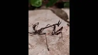 Поймали странного и необычного богомола-эмпузу/Caught a strange and unusual mantis #shorts