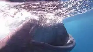 Whale Shark eat
