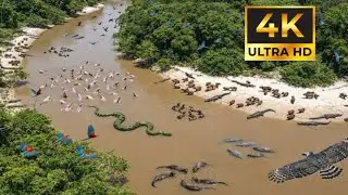 Relaxing Amazon Jungle River in 4K | Calm Wildlife & Nature Sounds