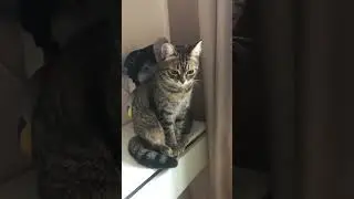 У Муськи перерыв😄 #котики #домашниеживотные #животные #приколы #subscribe #shorts