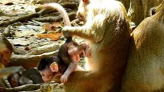 Deeply hurt ! Bad monkey in group Amber pull tail newborn baby Jody very strong, Jody get hurt