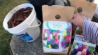 How to Plant Tulip bulbs in the garden||Fall Tulip Planting