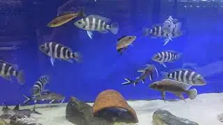 Tropheus tanganika 19.09.25