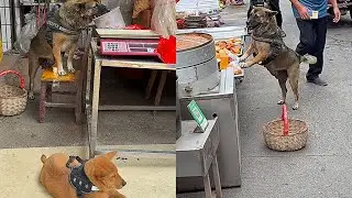 The highly intelligent dog went to buy breakfast and various ingredients for his owner😇