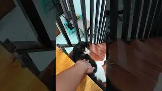 why do cats loves to sleep in staircase? 🤣 #catshorts #suncats #catheart