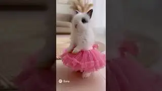 Tutu cute 🩷 #cuteanimals #shorts #animalshorts #bunny #halloweencostume