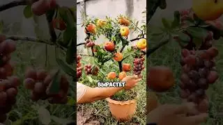 Яблоки и виноград на одном дереве &ndash; это не сказка👍 #дача #сад #shorts