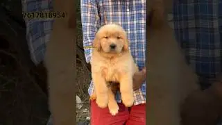 IMPORT BLOODLINE GOLDEN RETRIEVER PUPPY AVILABLE IN VARANASI PAT'S MARKET ||PETS SHOP || DOG KENNEL