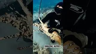 How to catch lobster by hand #seafoodhunting #underwaterhunting