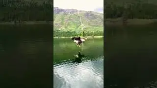 Eagle Steals Fish from Fisherman 😳 #shorts