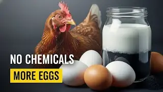 Charcoal and Milk for Chickens? This Natural Mix Boosts Egg Production