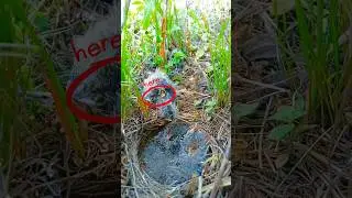 A baby bird died, the mother is feeding the others.#birds #nest #nature #birdfeeding