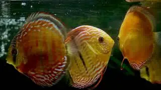 Video of New discus after  Quarantine in 2019