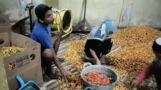 Harga cabe dan sayur tgl 30 Januari,2026, dikab Magelang, Jawa Tengah #petanimillennial #fypシ゚viral 