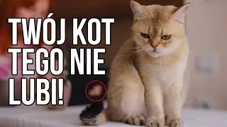 10 rzeczy, kt&oacute;re ROBISZ, a kt&oacute;re denerwują Twojego kota!