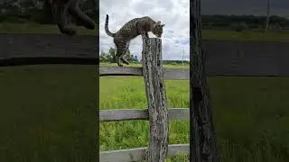 The cat loves to walk on fences.