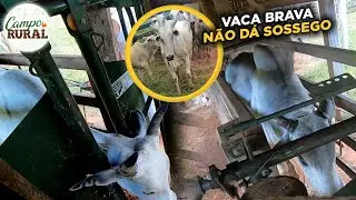 NELORE SENDO NELORE - MANEJO NO CURRAL