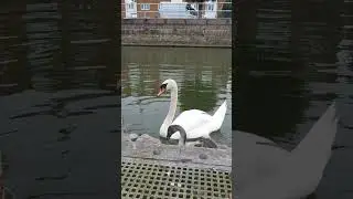 Female swan vs pidgeon's nuts