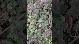 яснотка пурпурная, медонос
