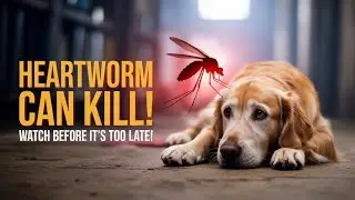 Heartworm in Dogs: Symptoms, Causes, Treatment & Prevention | Save Your Dog&rsquo;s Life!